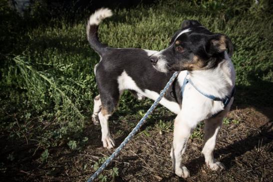 Angeles Hundehilfe e.V. Notfall Hunde